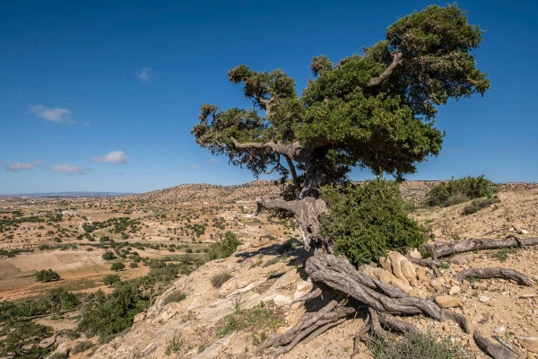 Argan Baum Groß