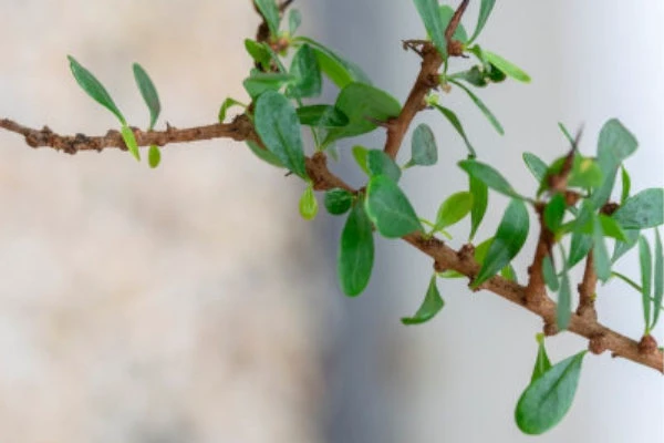 Argan Setzling